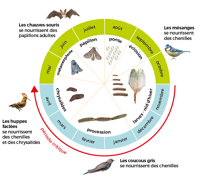 Cycle de vie de la chenille processionnaire du pin