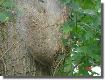 Nid de chenilles processionnaires du chêne
