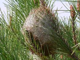 Chenilles processionnaires : attention, ça pique ! - Le Vésinet