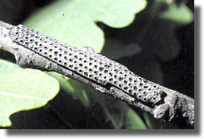 Oeufs de chenilles processionnaires