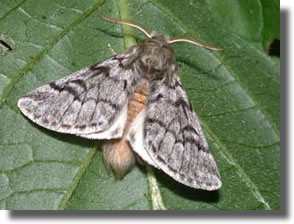 Papillon adulte de la chenille processionnaire du chêne