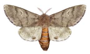 Papillon adulte chenille processionnaire