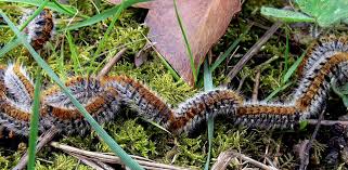 Procession de chenilles