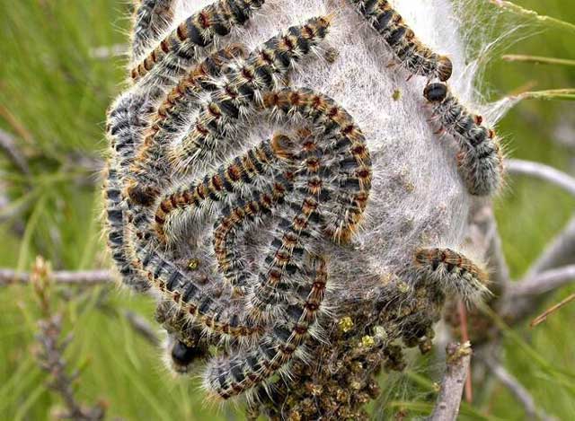 chenilles processionnaires