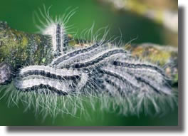 chenilles processionnaires chene